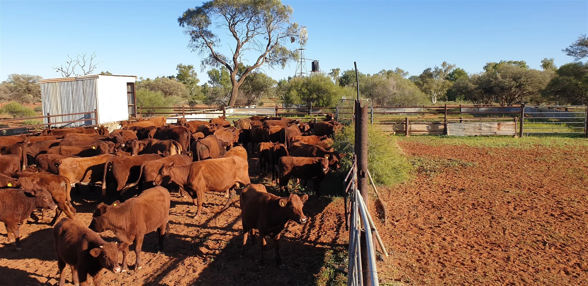 Additional image 11 of Yoothapina Station, Meekatharra WA 6642