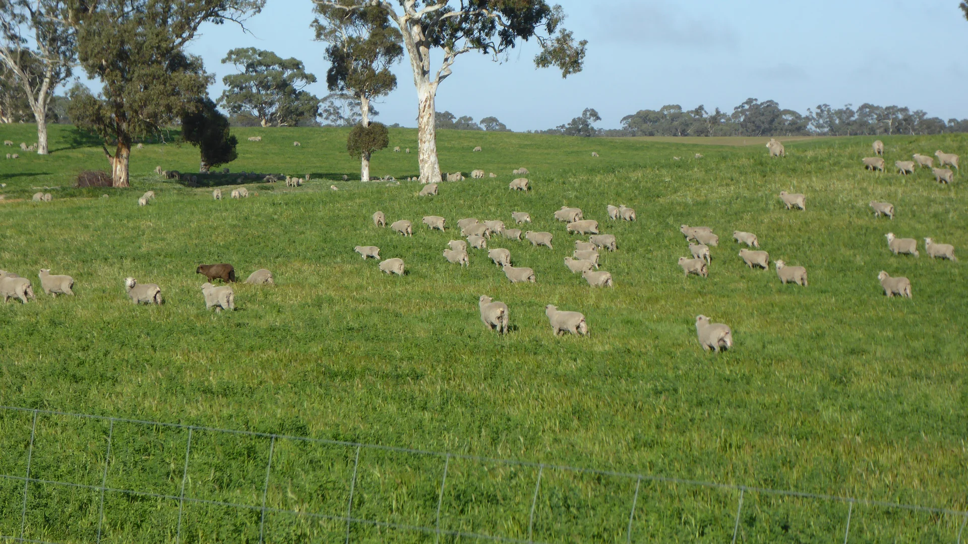 Additional image 2 of "Wyruna" 2989 Naracoorte Road, Western Flat SA 5268