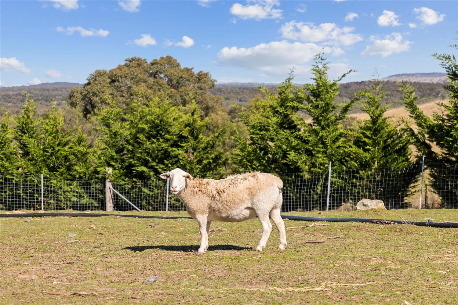 Additional image 16 of 134 Lakeview Road, Tarago NSW 2580