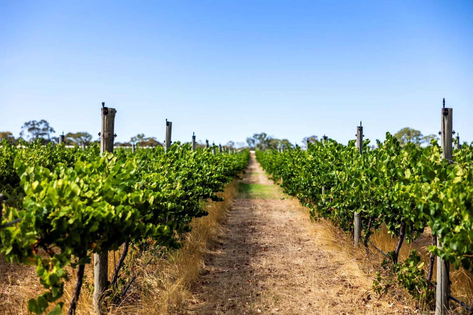 Additional image 5 of 1282 Torrens Valley Road, Birdwood SA 5234