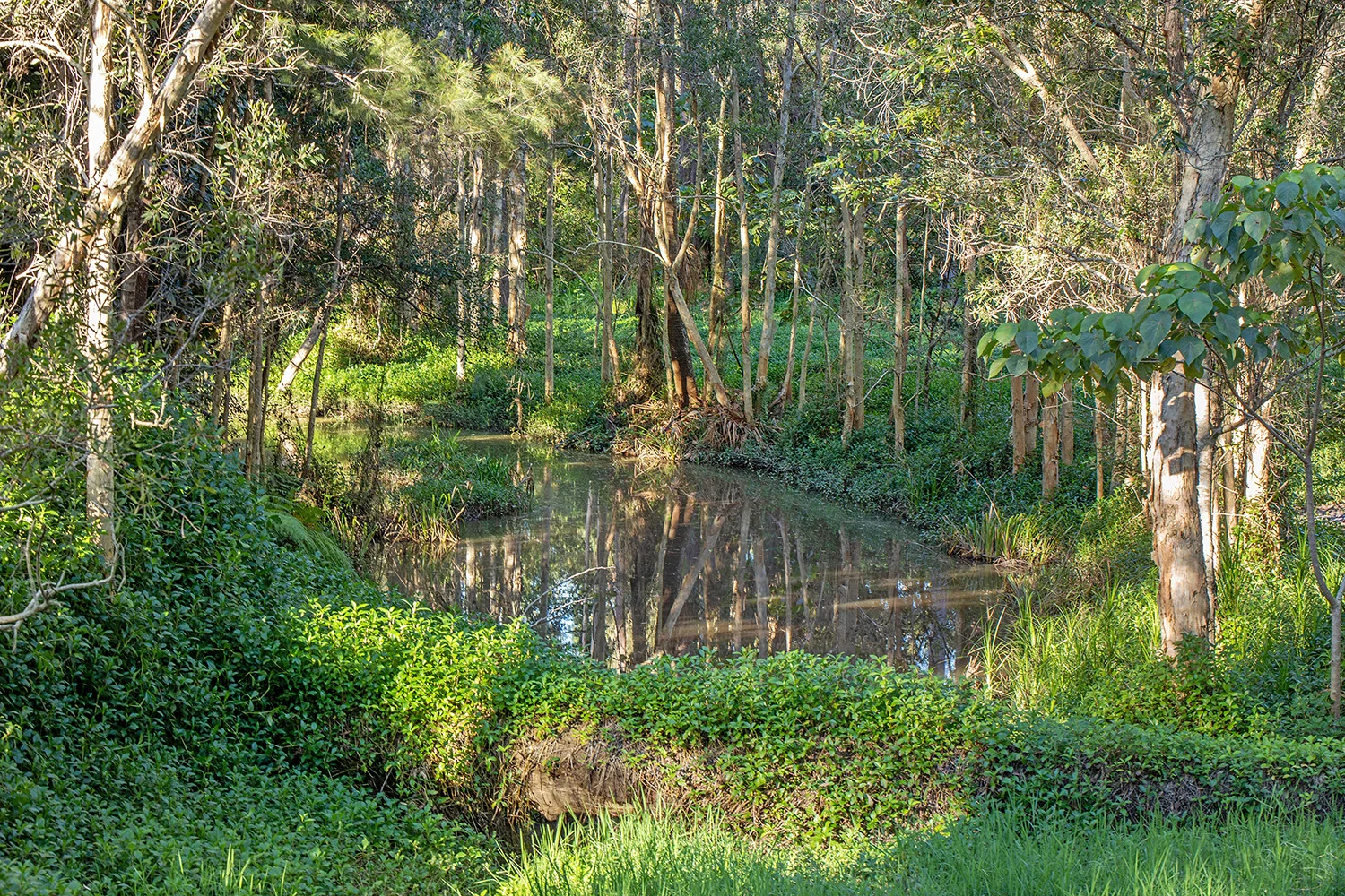 Additional image 7 of 39 Beckmans Road, Noosaville QLD 4566