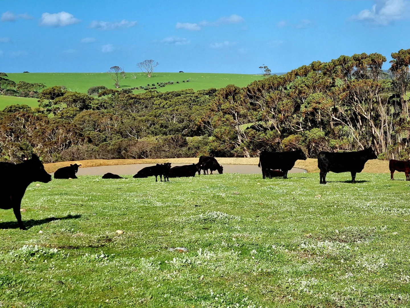 Additional image 5 of 958 Crabbs Road, Newland SA 5223