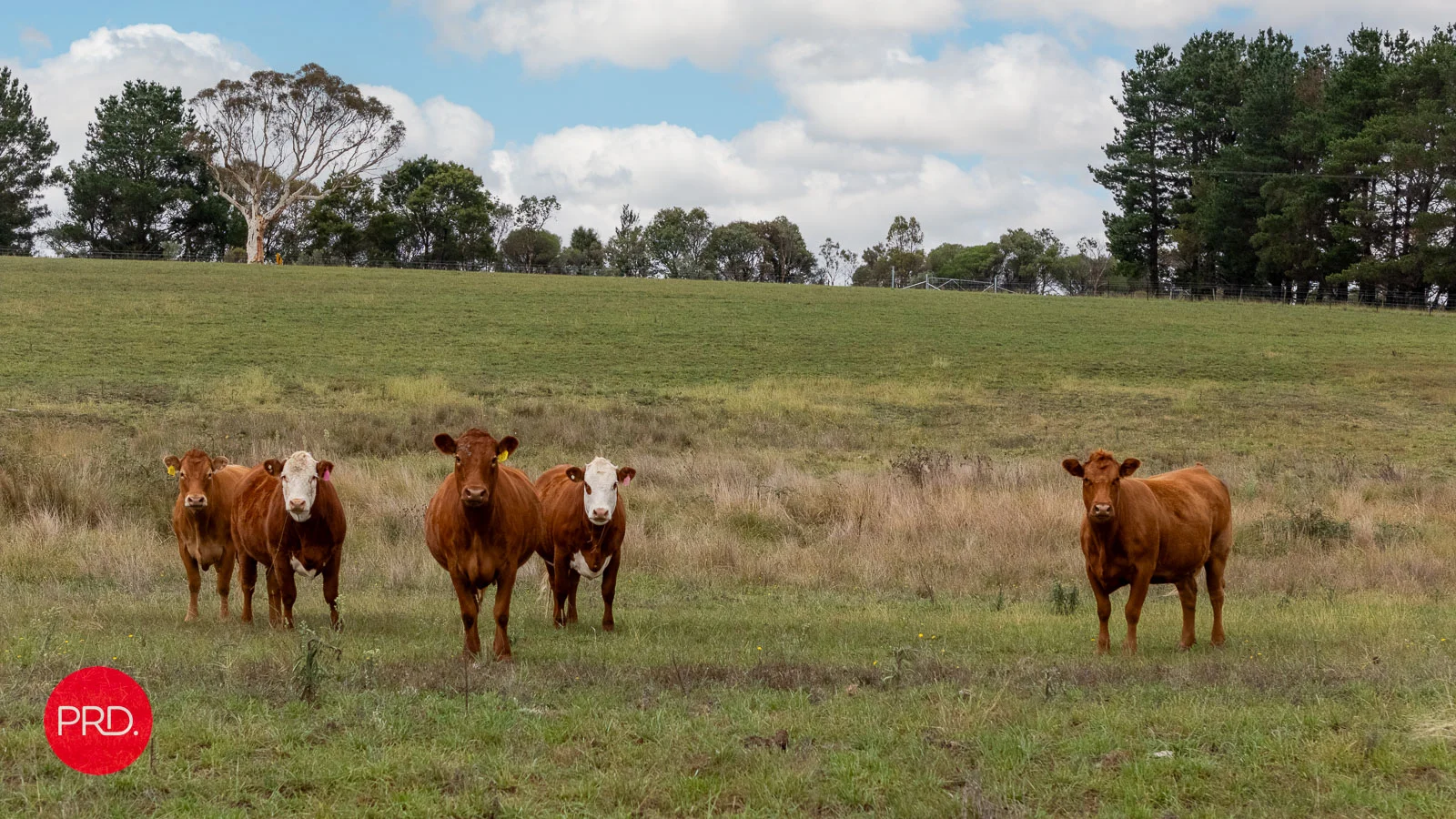 Additional image 24 of 42 Burrabinga Road, Tarago NSW 2580