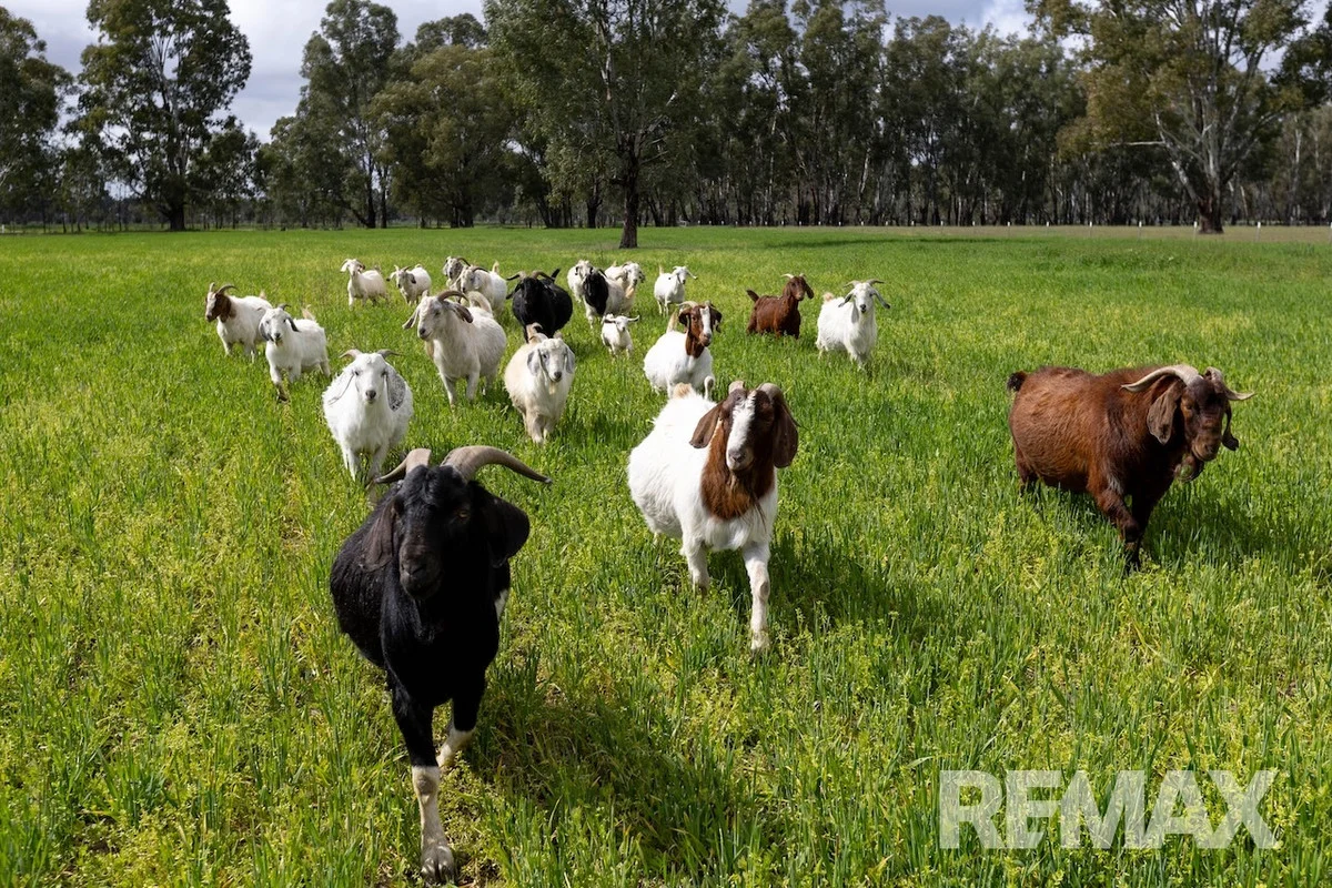 Additional image 13 of 192 Roach Road, Moorong NSW 2650