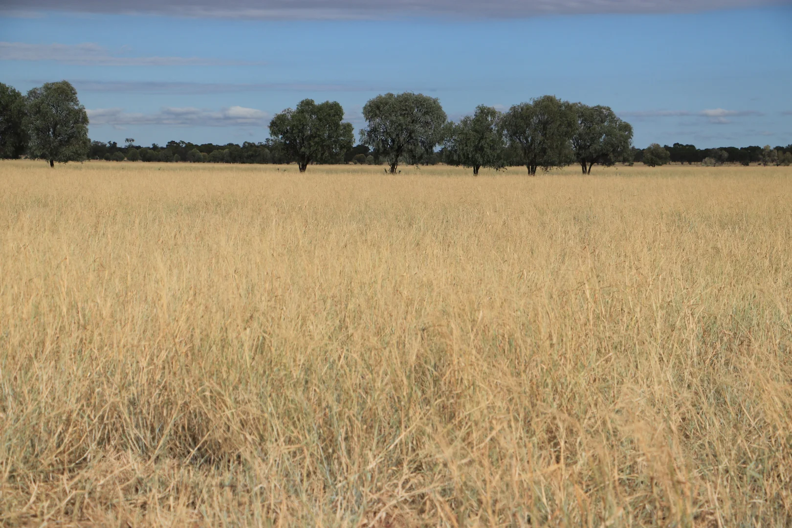 Additional image 4 of 13724 Mitchell - St George Rd, St George QLD 4487