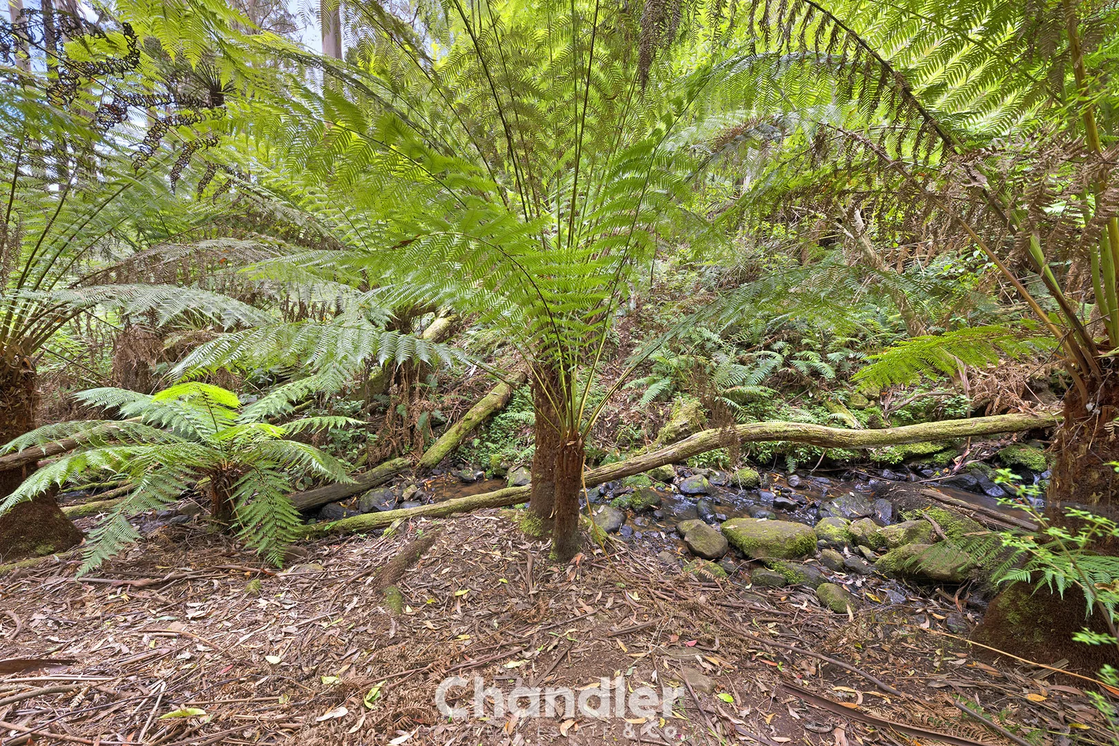 Additional image 29 of 19 Colehurst Crescent, Olinda VIC 3788