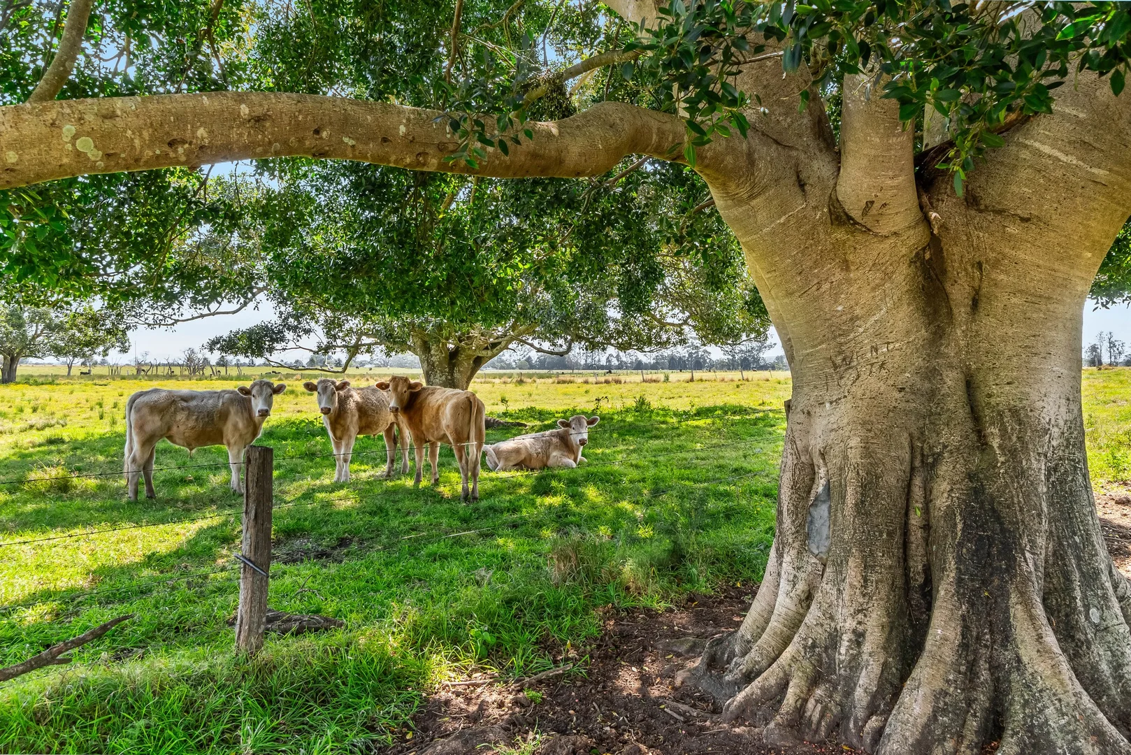 Additional image 18 of 150 The Bend Road, Casino NSW 2470