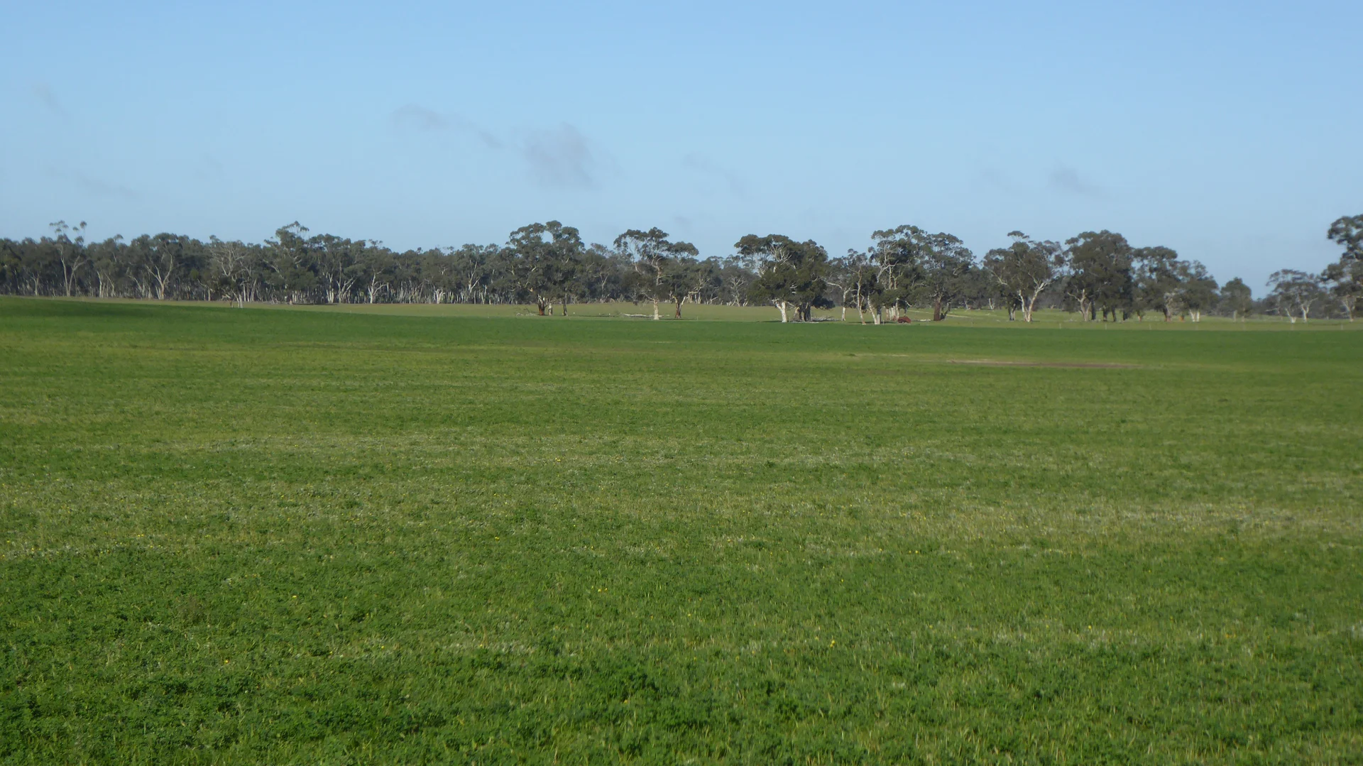 Additional image 16 of "Wyruna" 2989 Naracoorte Road, Western Flat SA 5268