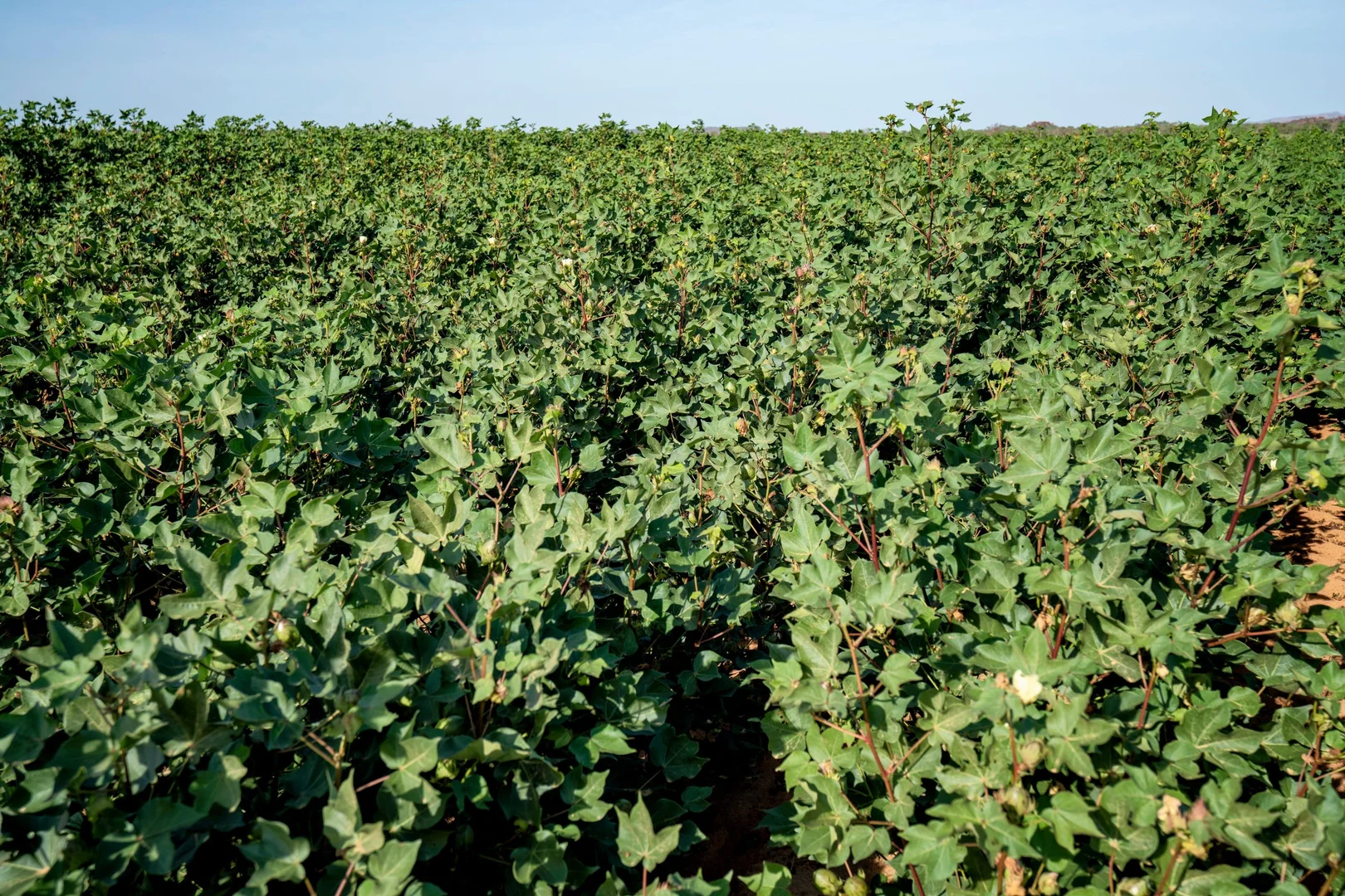 Additional image 9 of 349 Mulligans Lagoon Rd, Kununurra WA 6743