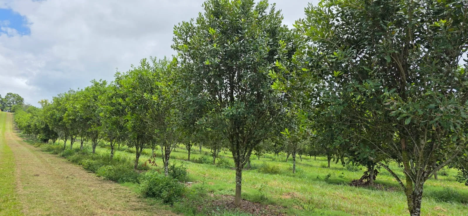 Additional image 3 of 1808 Dunoon Road, Dunoon NSW 2480