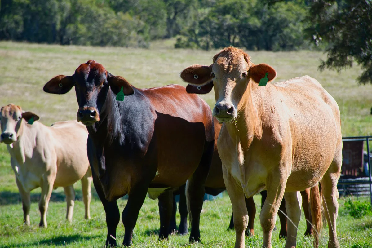 Additional image 15 of 200 Dobies Bight Road,, Dobies Bight NSW 2470