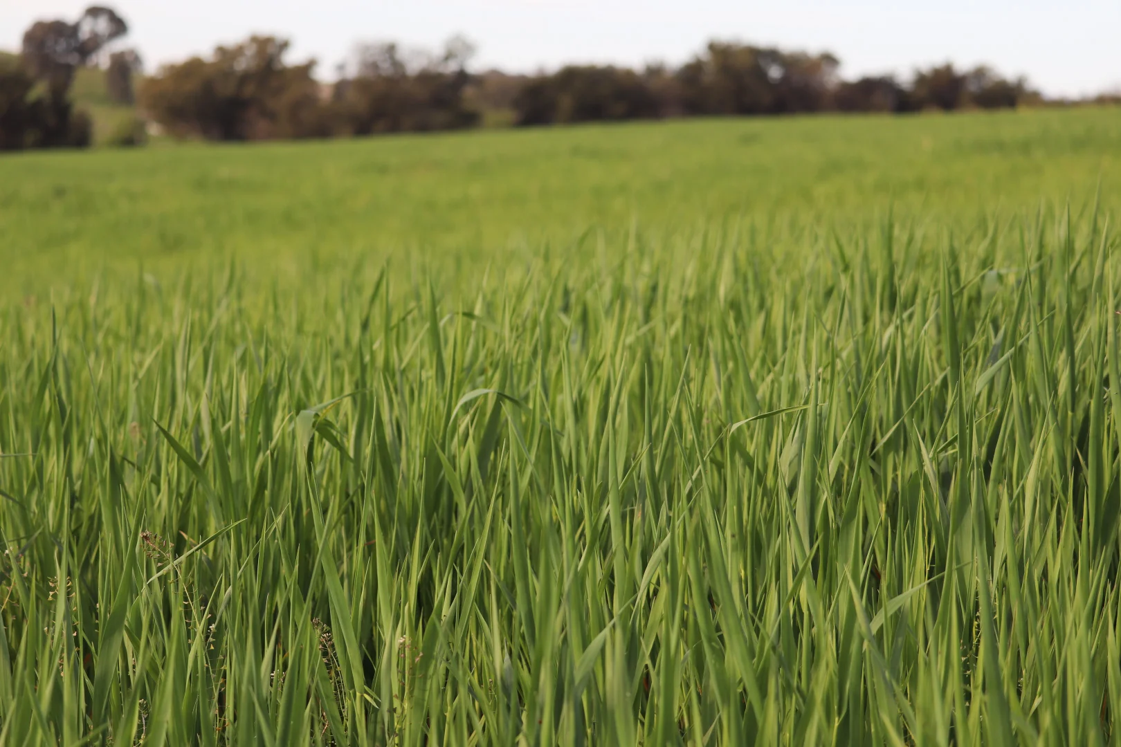 Additional image 33 of 2350 George Russell Drive, Canowindra NSW 2804