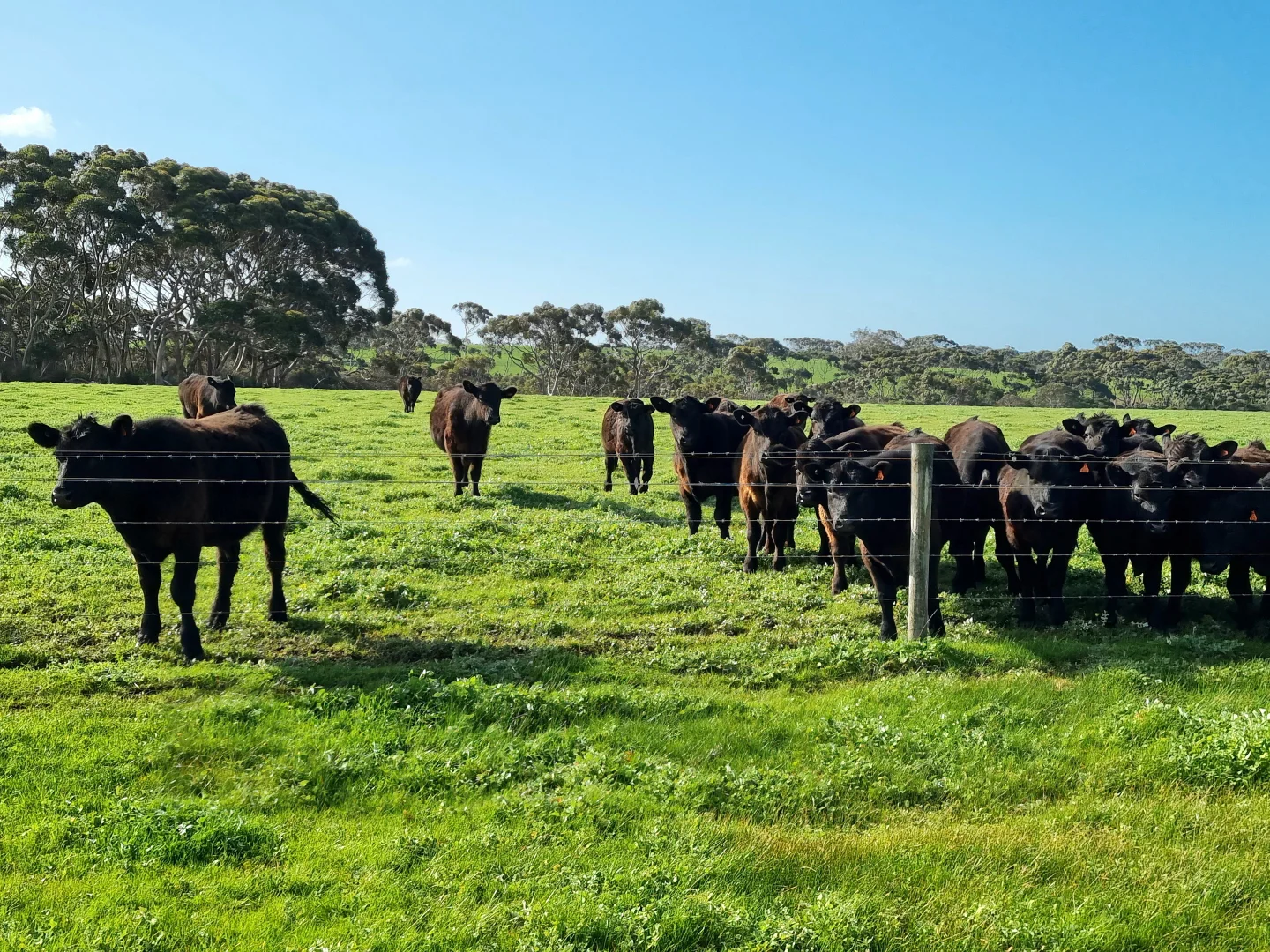 Additional image 8 of 958 Crabbs Road, Newland SA 5223