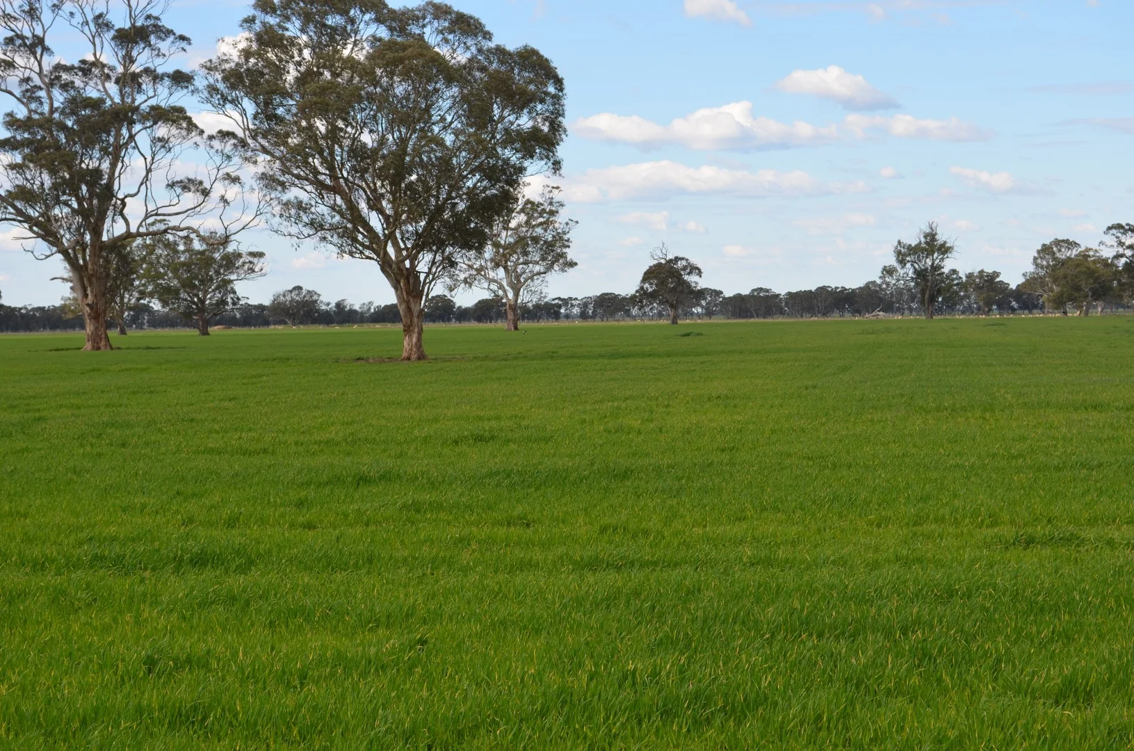 Sec 329 Tarcas Road, Frances SA 5262