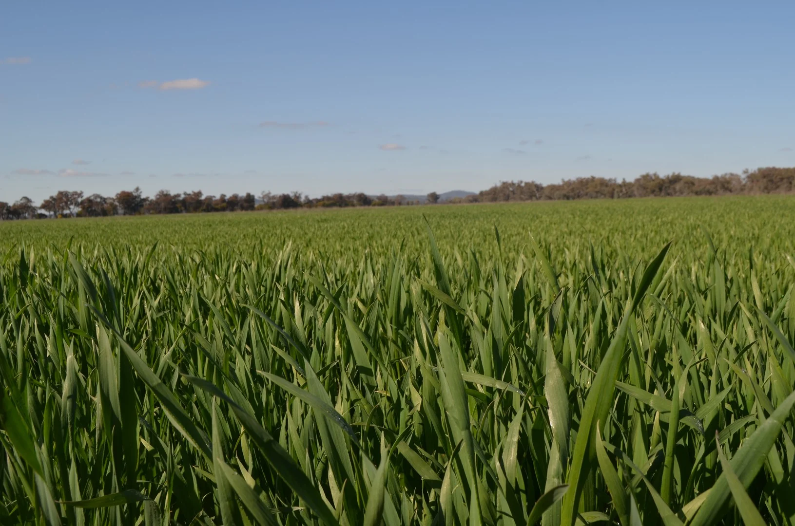 Additional image 2 of 'Allendale' 233 Waarbilla Road, Barmedman NSW 2668