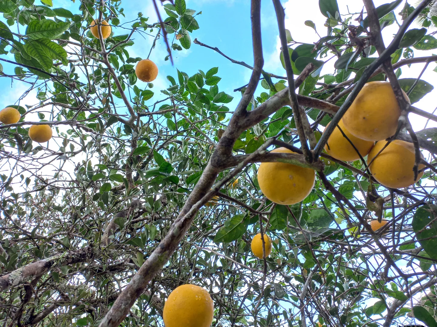 Additional image 26 of 516 Brooks Road, Mungalli QLD 4886