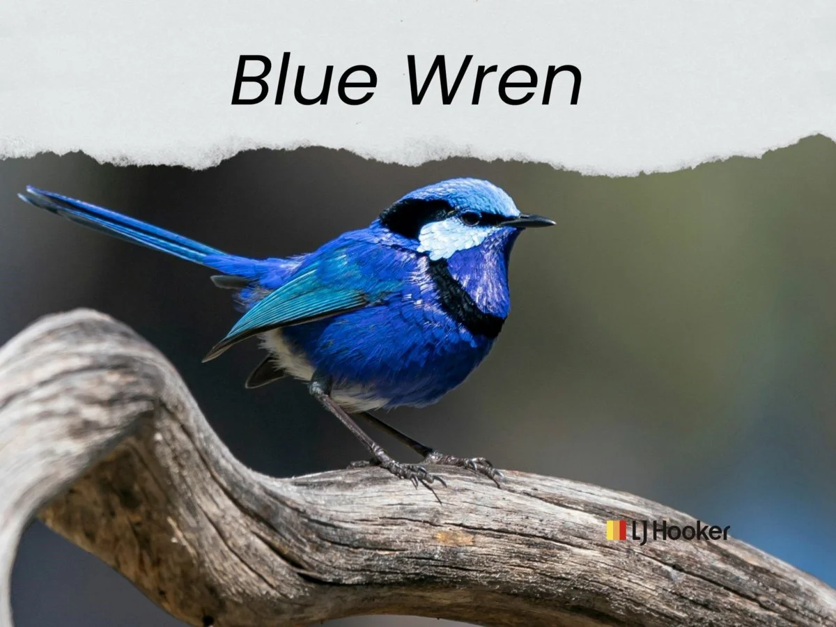 Blue Wren Estate/10 Wagtail Street, Narromine NSW 2821