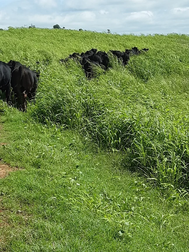 Additional image 8 of 59 Thornville Range Road, Thornville QLD 4352