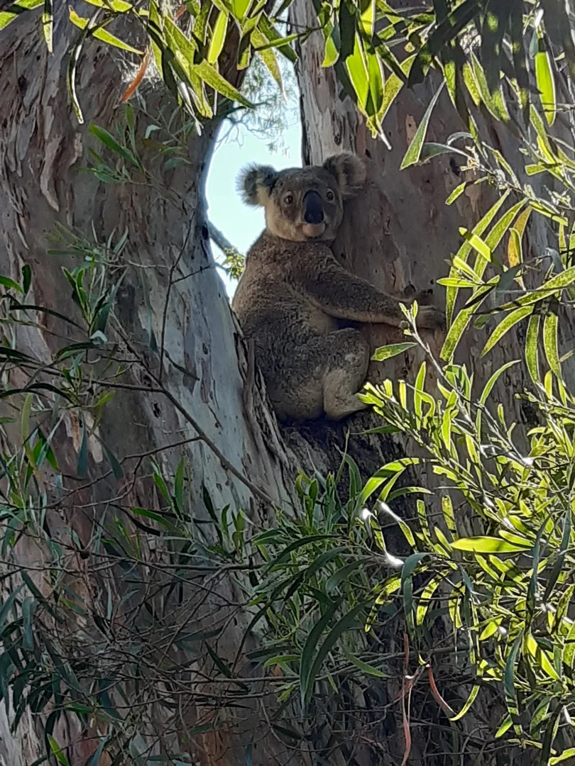 Additional image 10 of 59 Thornville Range Road, Thornville QLD 4352