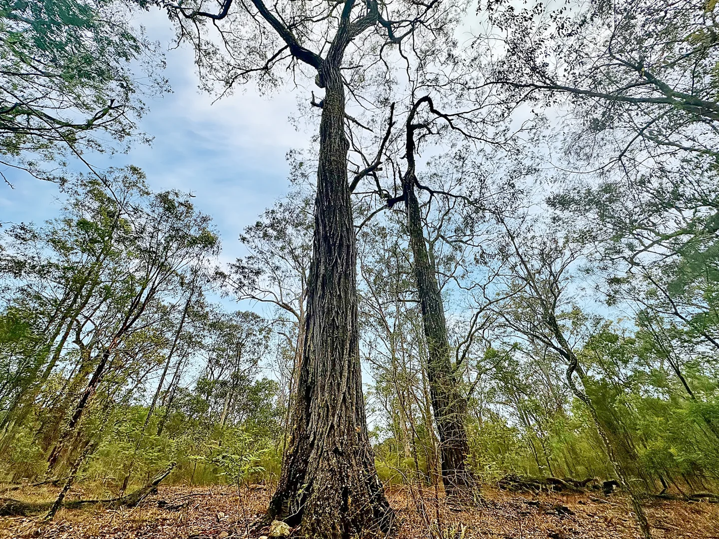 Additional image 22 of 780 Milsons Arm Road, Wollombi NSW 2325