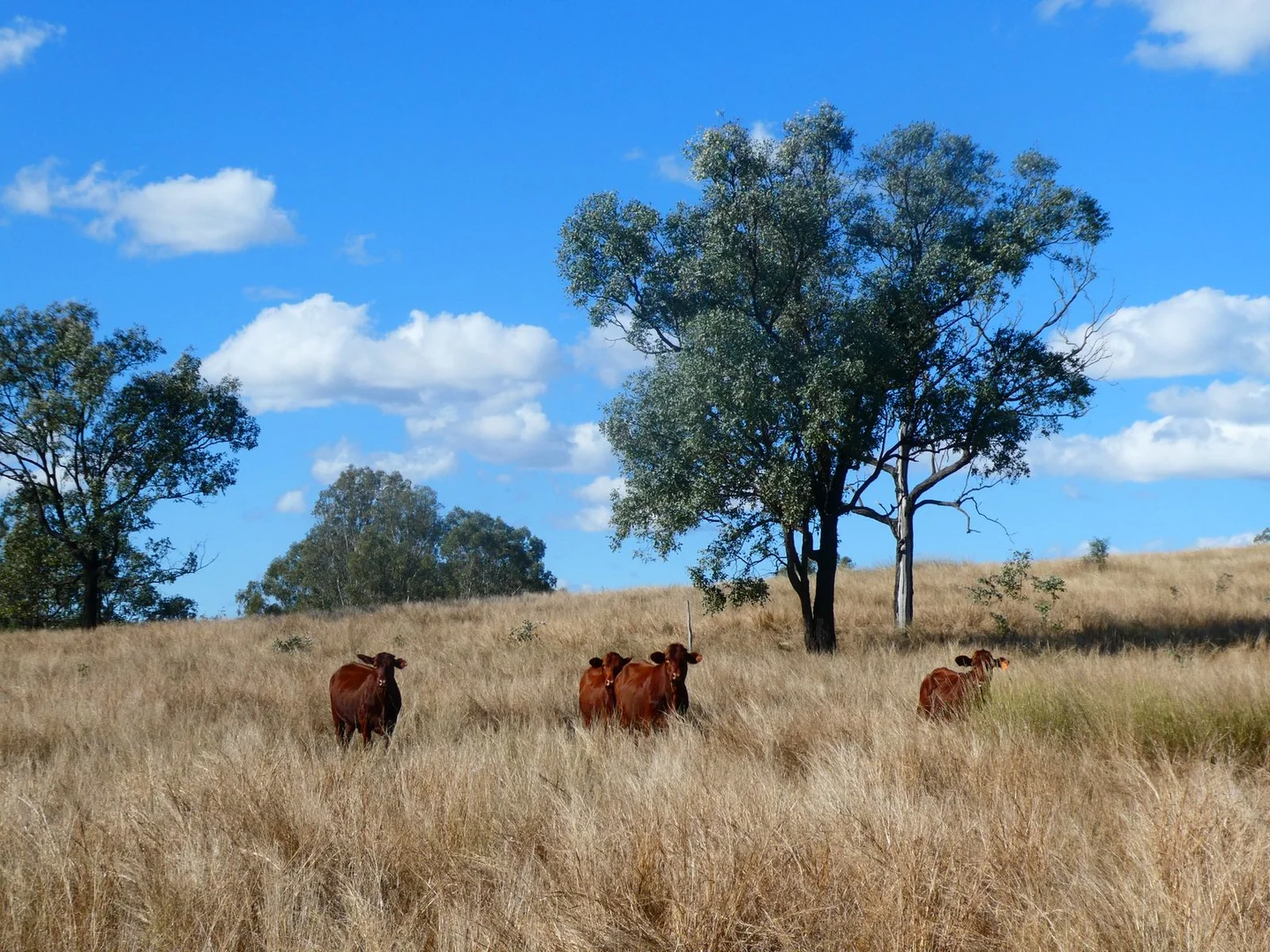 Additional image 9 of NRN BEERON ROAD, Beeron QLD 4626