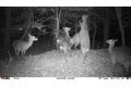 Additional image 26 of Old Bradley Rd, Mardela Springs, MD, 21837