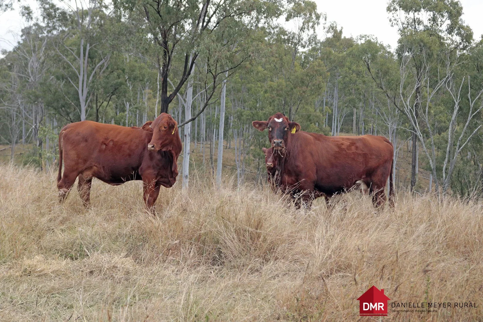 Additional image 4 of Lot 33-35 Bilboolan Road, Eidsvold QLD 4627