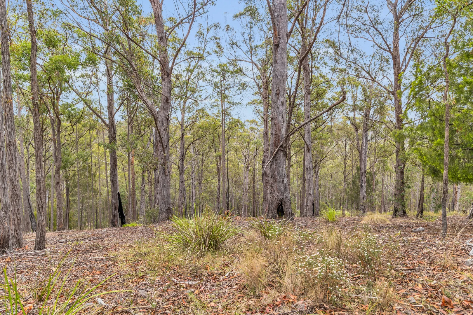 Additional image 5 of 82 Barrabooka North Road, Tanja NSW 2550
