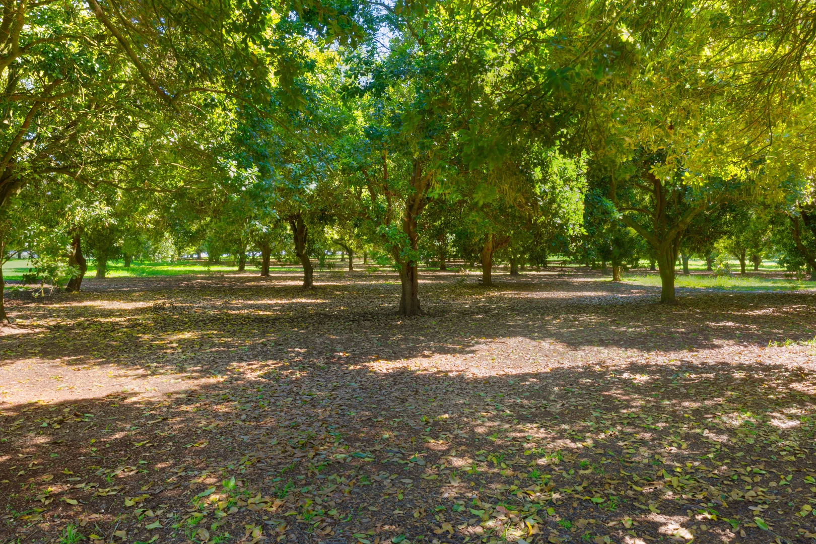 Additional image 16 of 68 Connor Road, Tregeagle NSW 2480