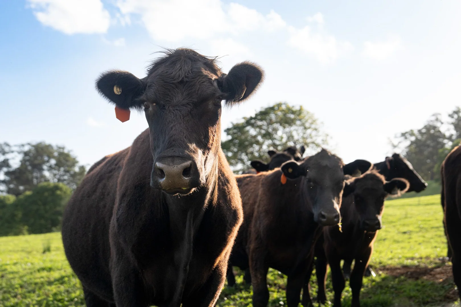 Additional image 45 of 272 Arthur Road, Corndale NSW 2480