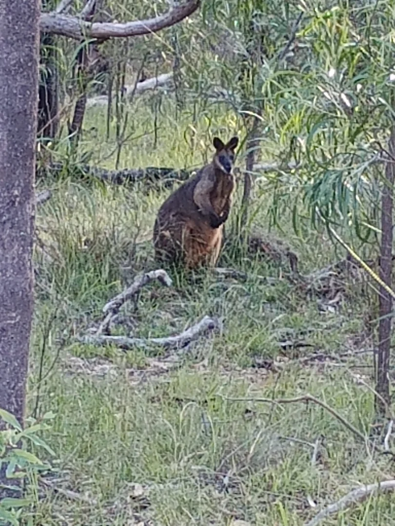 Additional image 18 of Coolah NSW 2843