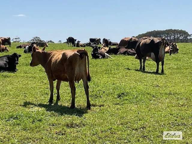 Additional image 28 of Dawkins Road, Lileah TAS 7330