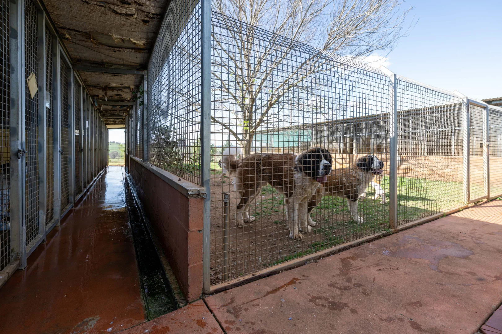 Additional image 20 of 251 Pattersons Lane, Young NSW 2594