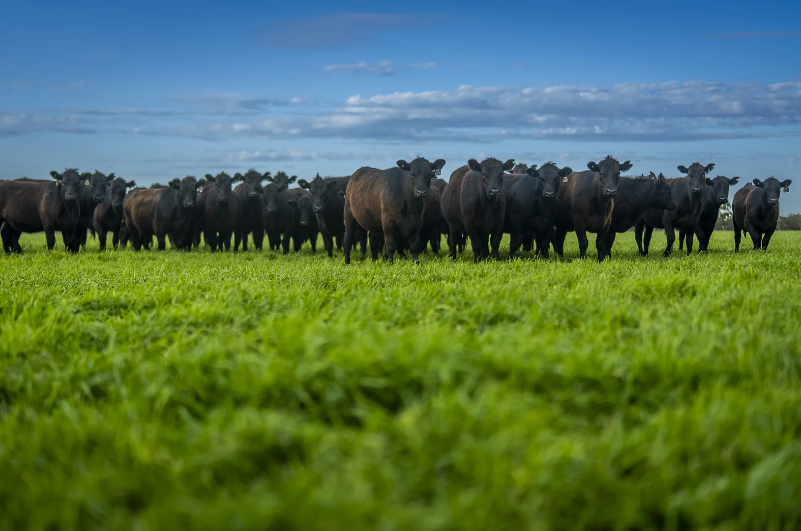 Additional image 2 of 325 Maranoa Downs Road, Stewart Range SA 5271