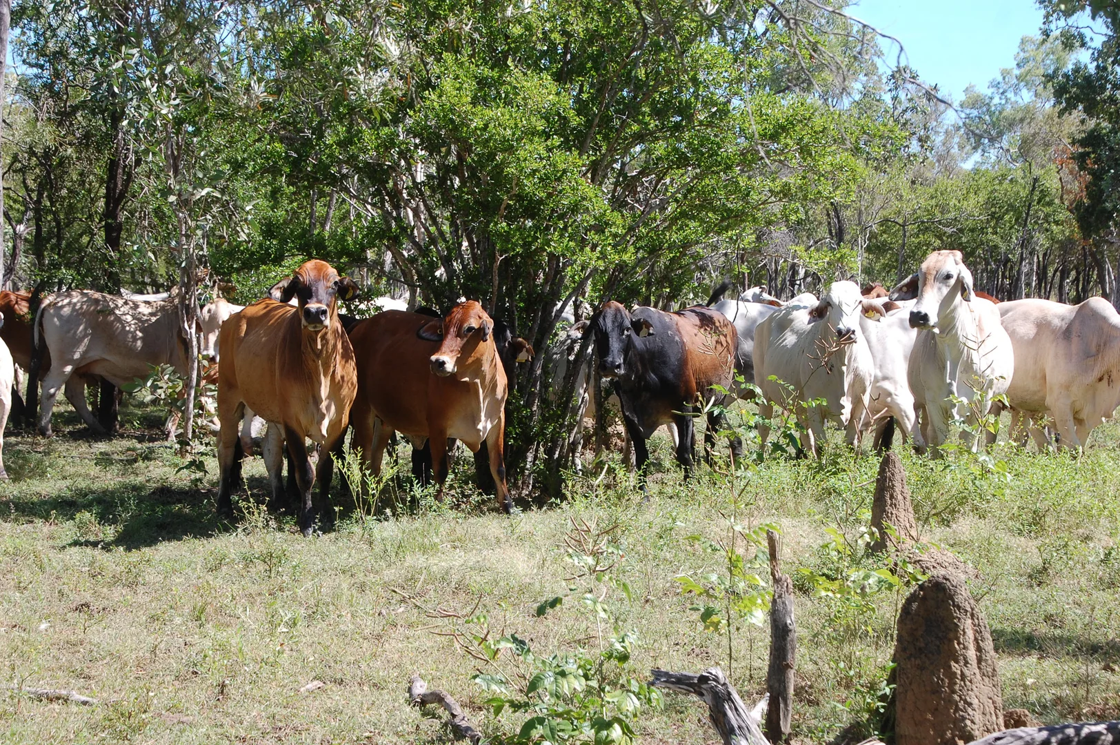 Additional image 13 of 0 Burke Developmental Road, Normanton QLD 4890