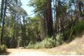 14965 Virginia Ave, Boulder Creek, CA, 95006 photo 5