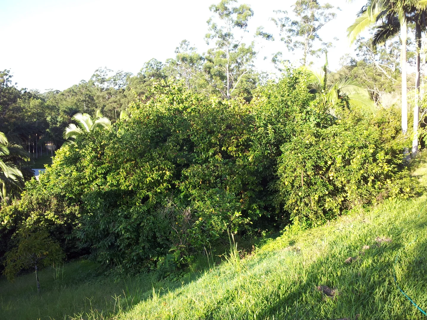 Additional image 23 of 74 Sudholz Road, Verrierdale QLD 4562