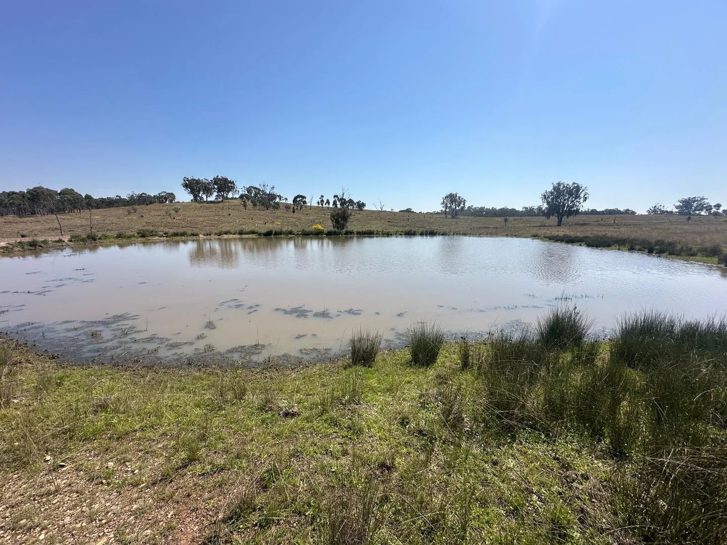 Additional image 20 of "Coolendoon" 810 The Pocket Road, Bukkulla NSW 2360