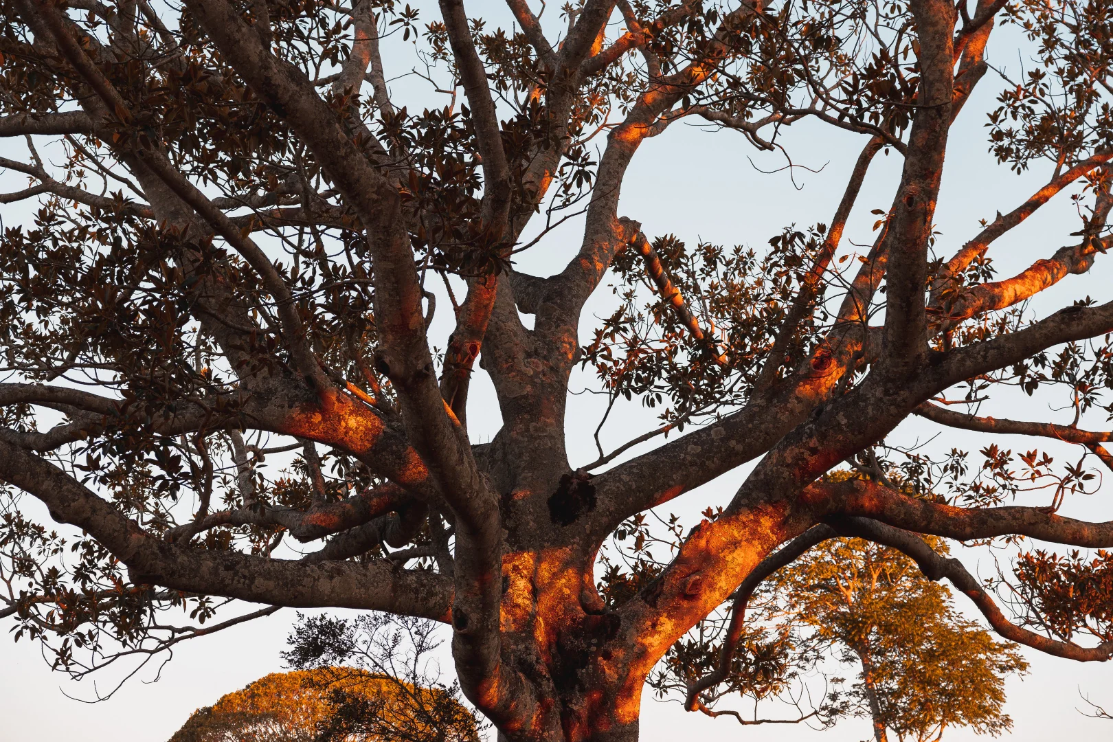 Additional image 21 of 180 Runnymede Road, Kyogle NSW 2474