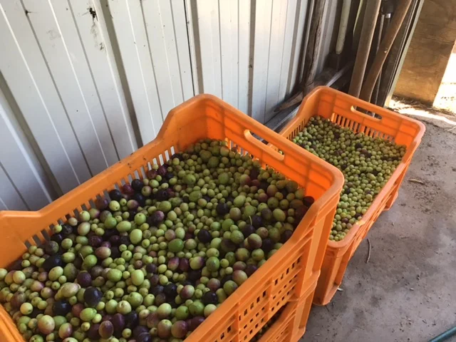 Additional image 6 of 20 Kurrajong Road, Coonabarabran NSW 2357