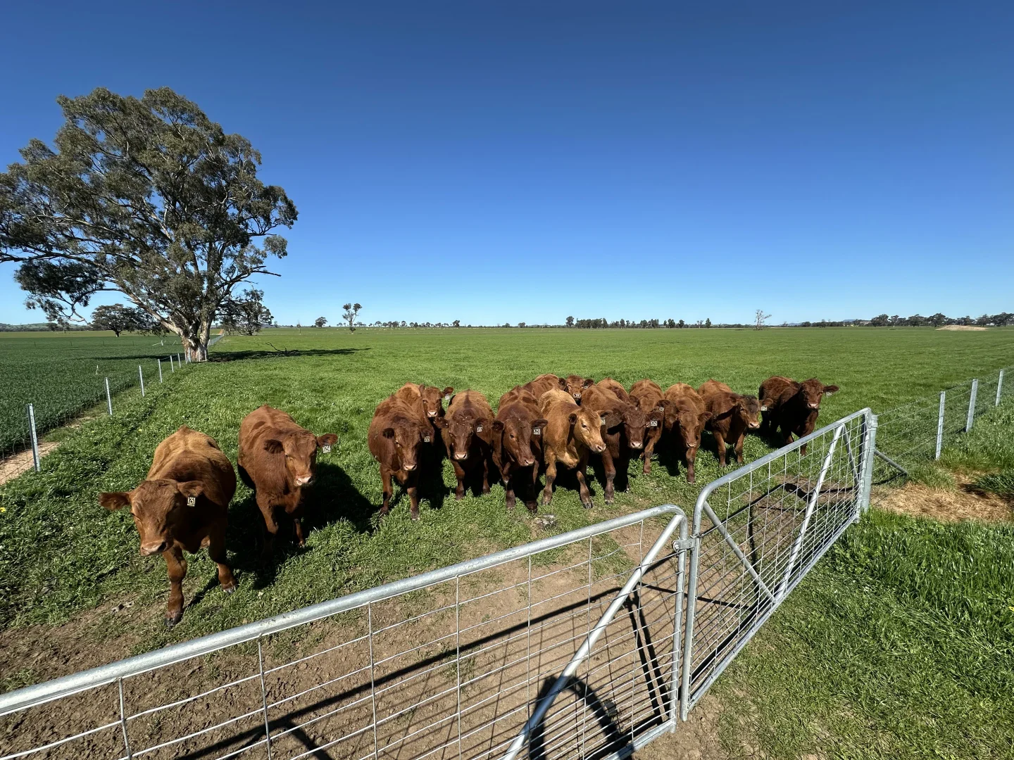 Additional image 6 of 4332 Olympic Highway, Henty NSW 2658