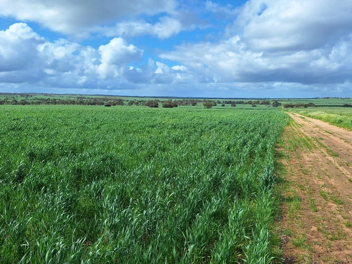 Additional image 2 of Lot 801 Carnamah - Perenjori Road, Carnamah WA 6517