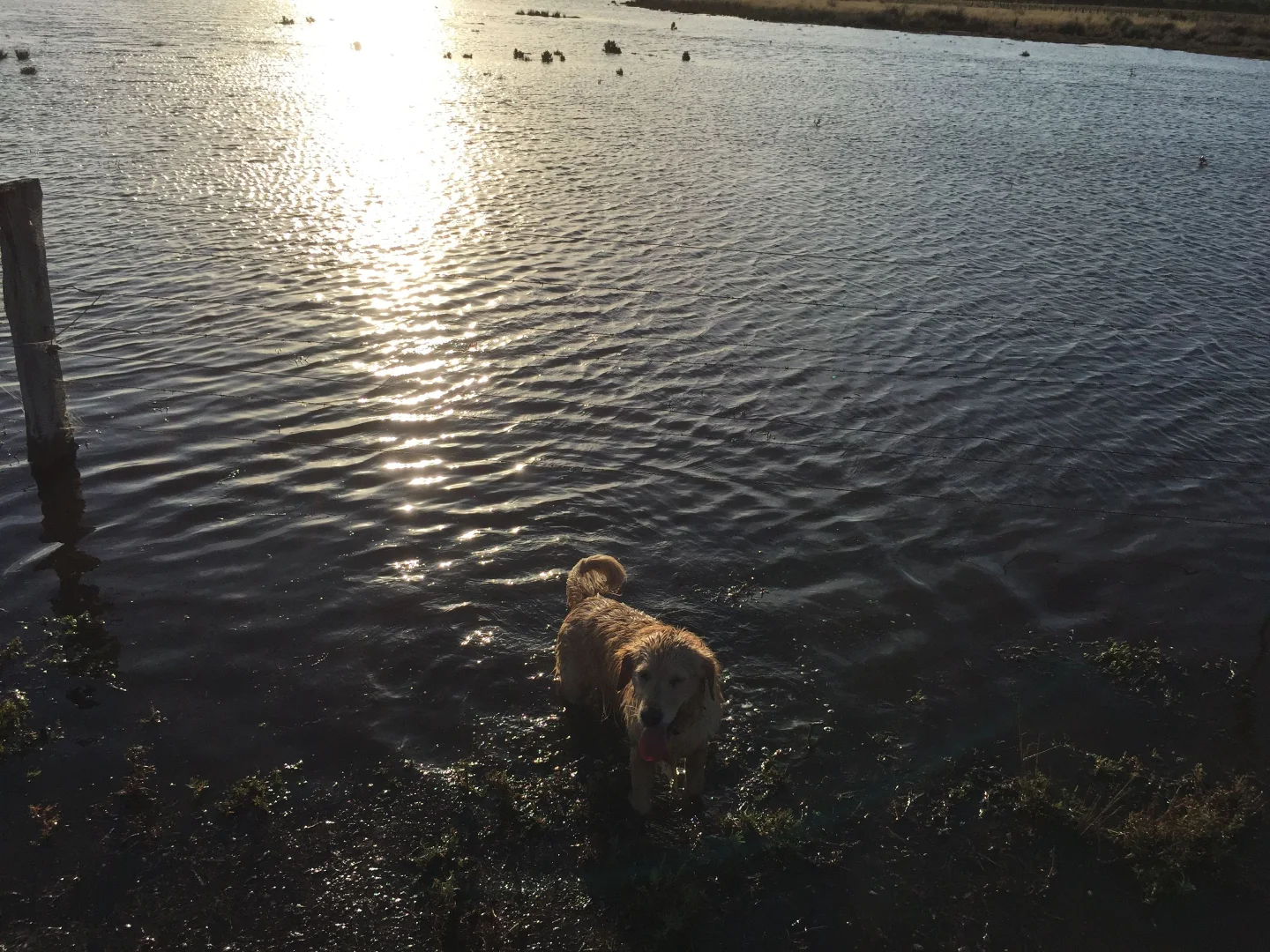 Additional image 30 of 111 CRAIGS LANE, Pearcedale VIC 3912