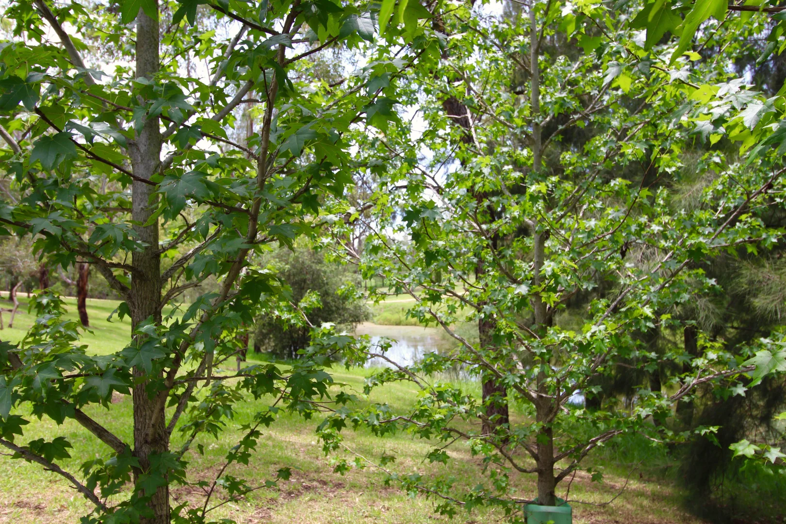 Additional image 30 of Inverell NSW 2360