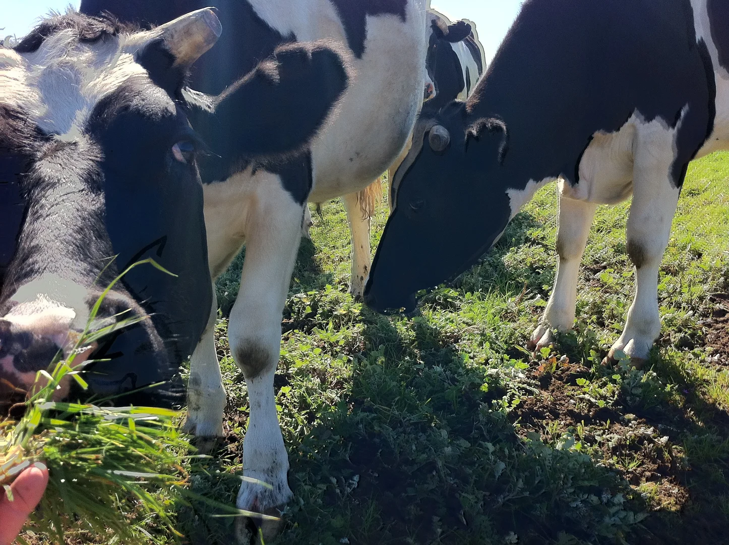 Additional image 3 of Lot 32/17 Paradise Place, Wilyabrup WA 6280