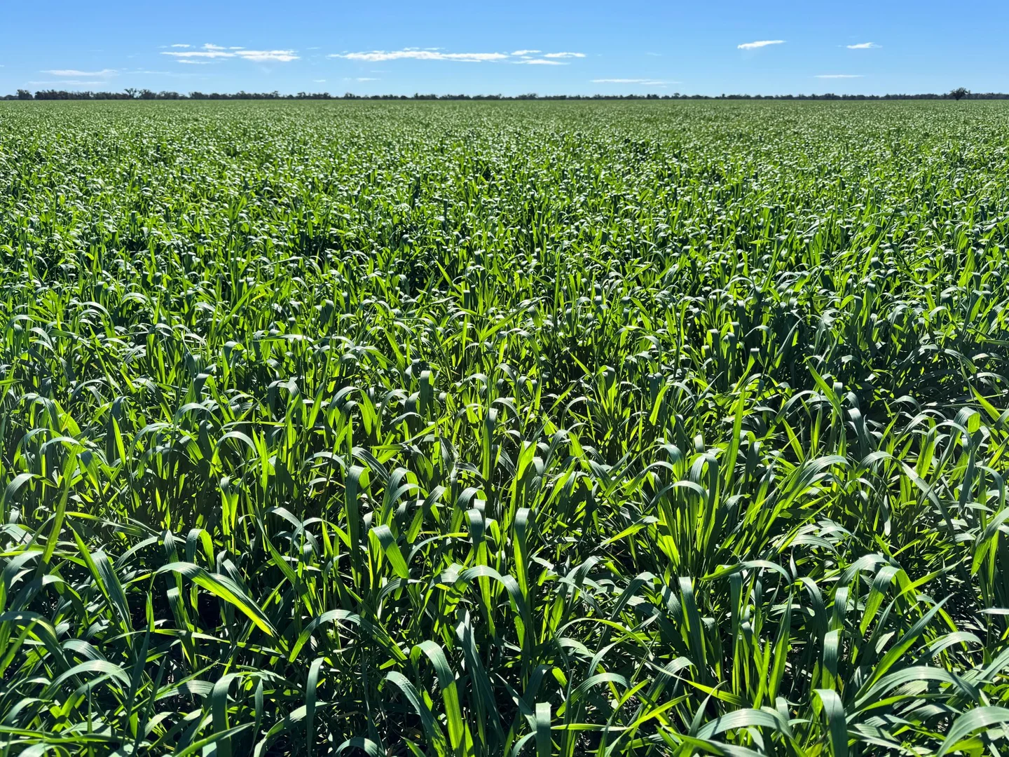 Additional image 4 of 1127 Green and Branders Road, Carinda NSW 2831