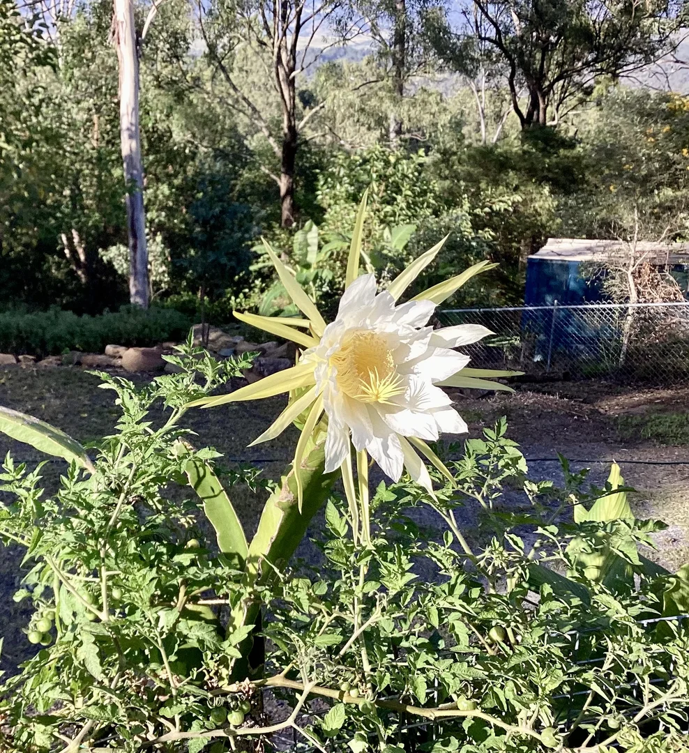 Additional image 23 of 32-34 White Place, Kooralbyn QLD 4285