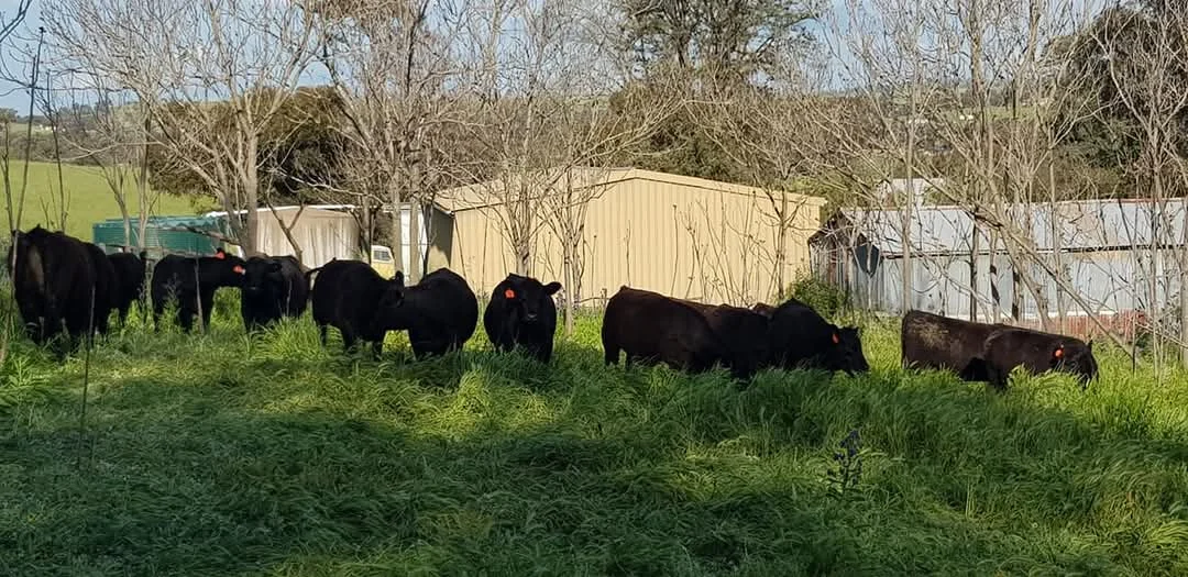 Additional image 27 of 14 Packs Grant Road, Cowra NSW 2794