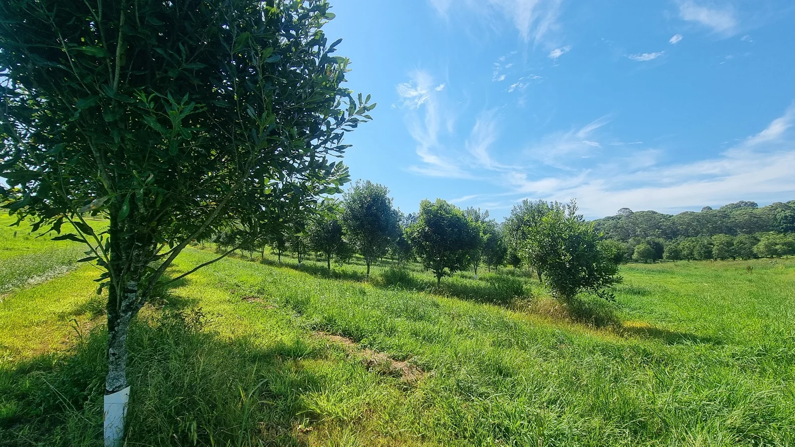 Additional image 18 of 1808 Dunoon Road, Dunoon NSW 2480