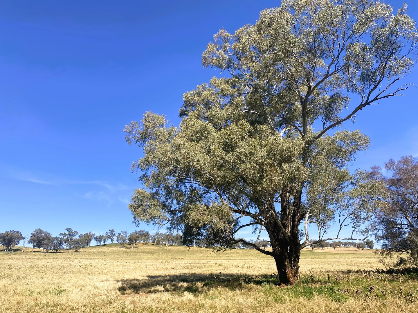 Additional image 14 of 1 Tremains Lane, Toogong NSW 2864